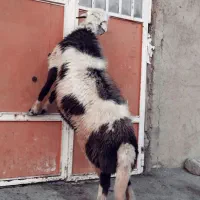 میش قوچ پلنگی|حیوانات مزرعه|بروجرد, |دیوار