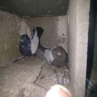 کفتر طوقی سینیی