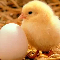 استخدام کارگر  مرغ مادر (آقا)