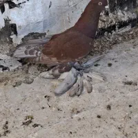 کبوتر|پرنده|اهر, |دیوار