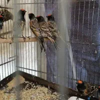 سهره نر کهنه درجه یک|پرنده|خمینی‌شهر, |دیوار