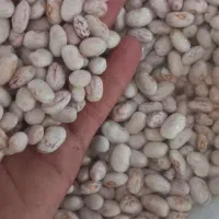 لوبیا چیتی دیروز جم کردیم تازه تازه|عمده‌فروشی|شاهین دژ, |دیوار