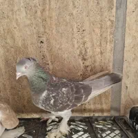 کفتر ماده ترکیه ای و امپراطور و 2 تا جوجه