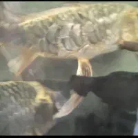 ماهی کوی ،کت فیش