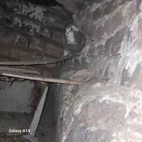 کبوتر|پرنده|آباده, |دیوار