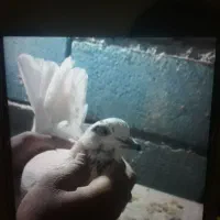 کبوتر|پرنده|لالجین, |دیوار