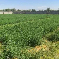 باغ ویلایی در کوی پارادایس بارانلو|فروش خانه و ویلا|خسروشاه, |دیوار