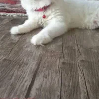 گربه پرشین بیرتیش|گربه|ایواوغلی, |دیوار