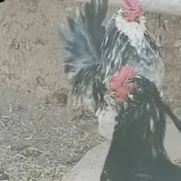 جوجه بومی یک هفته ای