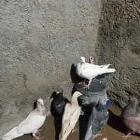 کفتر نامه بر و تهرانی