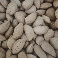 بادام سنگی