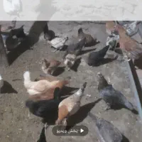 مرغ گلین ومحلی|حیوانات مزرعه|کلاترزان, |دیوار