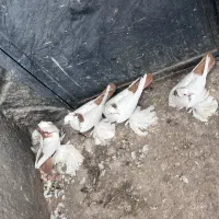 کبوتر|پرنده|تبریز, |دیوار