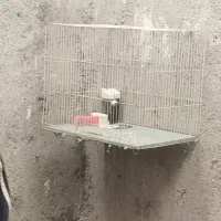 کبوتر و قفس|حیوانات|مشهد, فرخد|دیوار