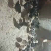 فروش جوجه گلین 25 روزه