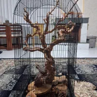 قفس با وسایل
