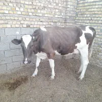 گاو