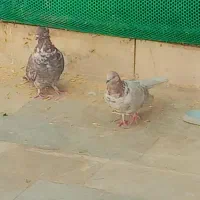 کفتر پرشی خوشگل|پرنده|بروجن, |دیوار