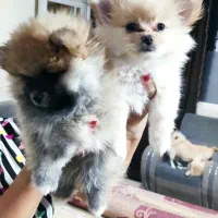 پامر خرسی|سگ|شیراز, انجیره|دیوار