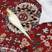 عروس هلندی نر بالغ و مست، آماده جفت گیری|پرنده|تهران, ابن بابویه|دیوار