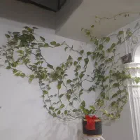 گل پتوس ابلغ