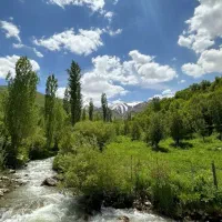 دربست عجب شیر