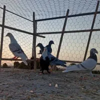 کفتر گرفتنی. همه باهم|پرنده|سبزوار, کهنه آب|دیوار