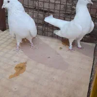 کبوتر پرشی دونسته|پرنده|ابرکوه, |دیوار