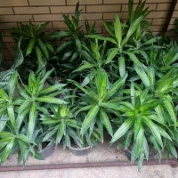 پیله موا، بنجامین امستل کینگ|گل و گیاه طبیعی|شیراز, شهرک والفجر|دیوار