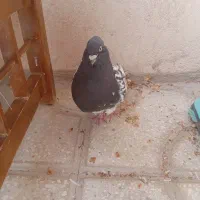 فروش کله سیاه