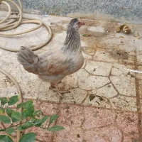 مرغ و خروس|حیوانات مزرعه|بندرلنگه, |دیوار