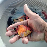 گلدفیش ۳.۵ الی ۴ اینچ|ماهی|ساری, |دیوار