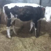 گوساله ماده|حیوانات مزرعه|نظر کهریزی, |دیوار