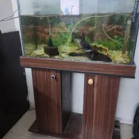 اکواریوم همراه ماهی