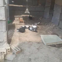 کبوتر|پرنده|شادگان, |دیوار