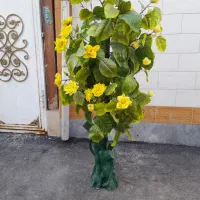 گل زیبا|گل مصنوعی|ساوه, |دیوار