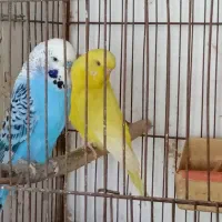 طوطی عروس هلندی و مرغ عشق|پرنده|سنگر, |دیوار