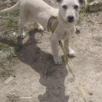 سگ پاکوتاه بازیگوش