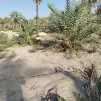 فروش زمین کشاورزی حاجی اباد معدنوییه|فروش دفتر صنعتی، کشاورزی، تجاری|حاجی آباد, |دیوار