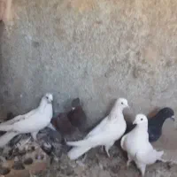 کفتر|پرنده|یزد, |دیوار