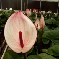 کارشناس و کارآموز گلخانه گل|استخدام صنعتی، فنی، مهندسی|جوادآباد, |دیوار