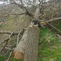 خرید و قطع انواع درخت