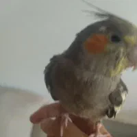 عروس هلندی سخنگو|پرنده|کاشان, فاز ۲ ناجی آباد|دیوار