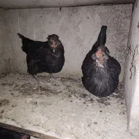 یک عدد خروس گلین و هفت عدد مرغ گلین|حیوانات مزرعه|شهریار, رزکان|دیوار