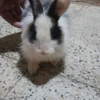 خرگوش سالم