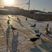 کبوتر