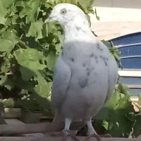 کبوتر تهرانی
