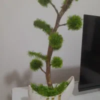 درخچه کاموایی