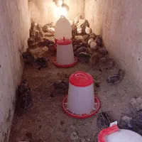 بلدرچین نژاد ژاپنی