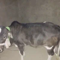 گاو  برای قصابی  و گوساله